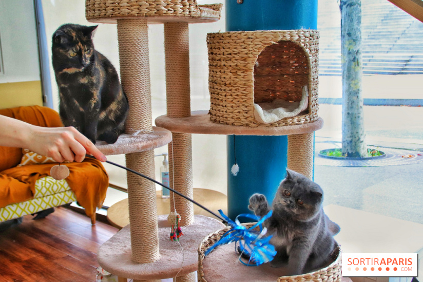 Le Moustache Pension, un hôtel pour chats douillet qui accueille vos compagnons à Paris