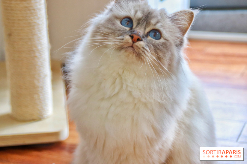 Le Moustache Pension, un hôtel pour chats douillet qui accueille vos compagnons à Paris