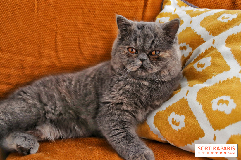 Le Moustache Pension, un hôtel pour chats douillet qui accueille vos compagnons à Paris