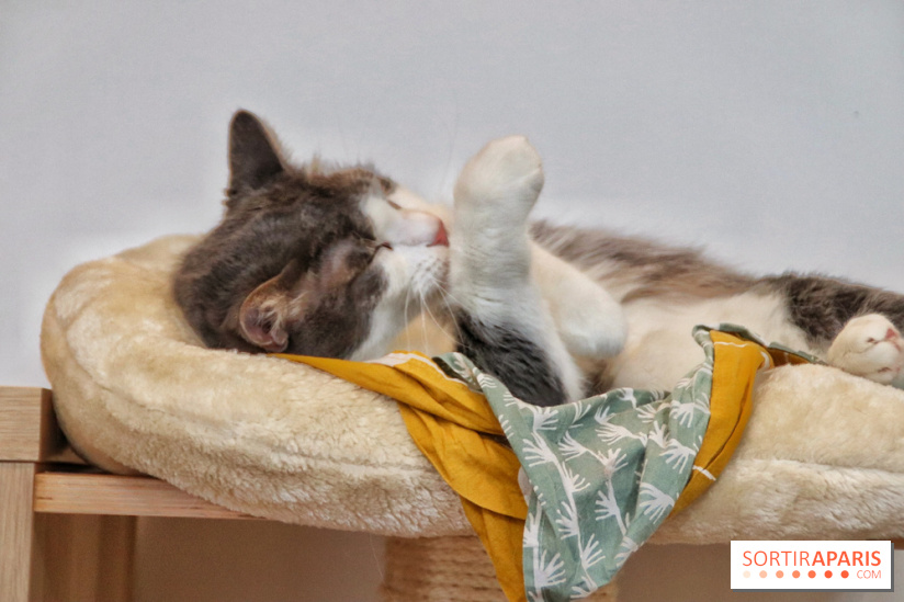 Le Moustache Pension, un hôtel pour chats douillet qui accueille vos compagnons à Paris