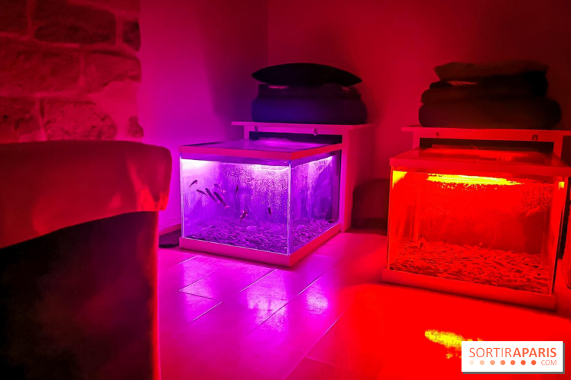 Un bar à sieste à Paris : offrez-vous un moment de détente avec ZZZen