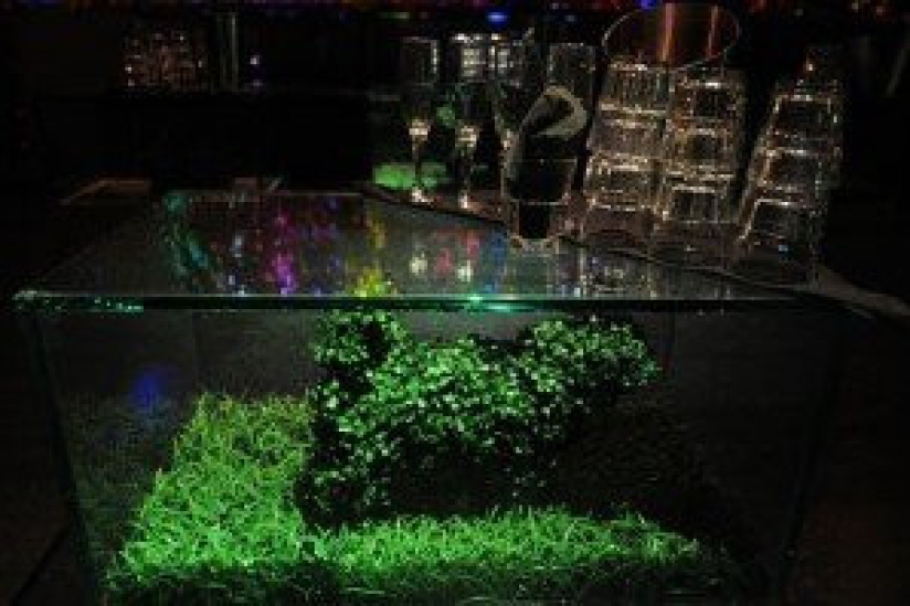 écologie, boite de nuit écolo, bio