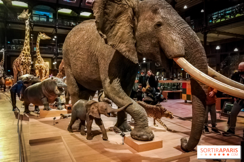 Visuels musée et monument intérieur muséum histoire naturelle