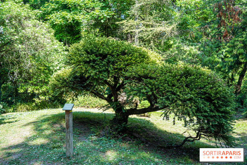 Le jardin japonais du Parc de Boulogne Edmond de Rothschild