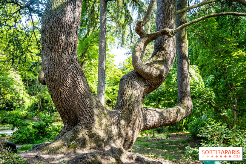 Le jardin japonais du Parc de Boulogne Edmond de Rothschild