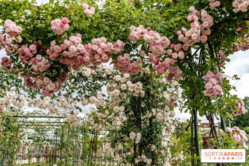 Photos : La Roseraie du val-de-Marne