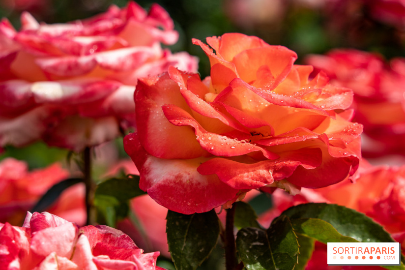 Photos : La Roseraie du val-de-Marne