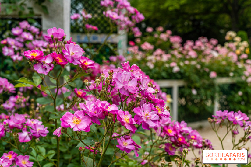 La roseraie du Square René-le-Gall