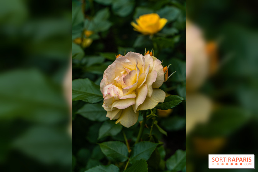 La roseraie du Square René-le-Gall