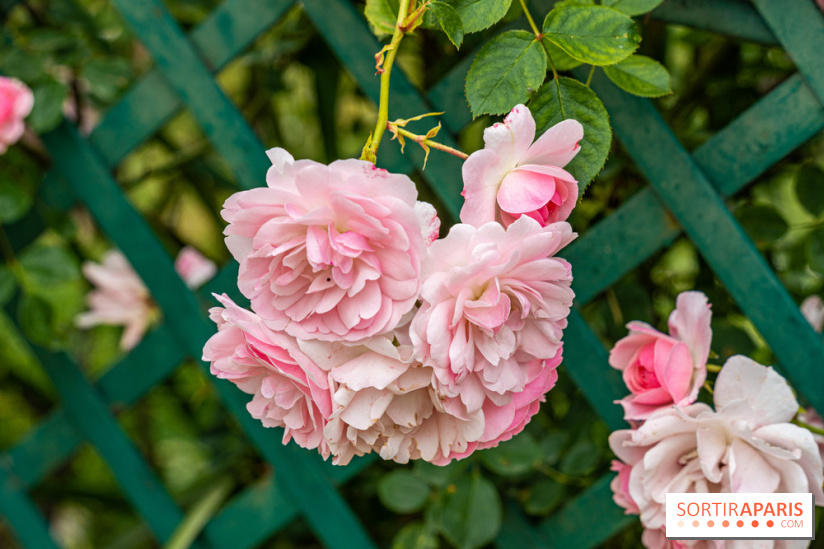 La roseraie du Square René-le-Gall