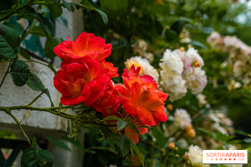 La roseraie du Square René-le-Gall