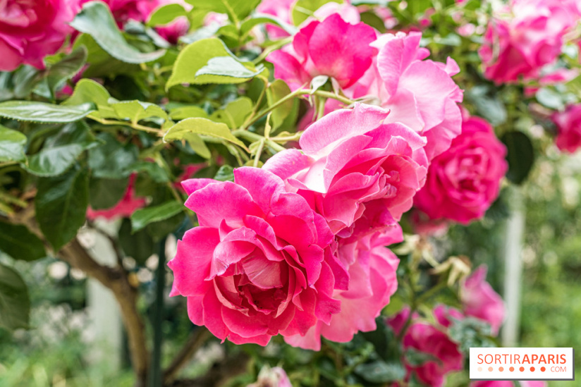 La roseraie du Square René-le-Gall