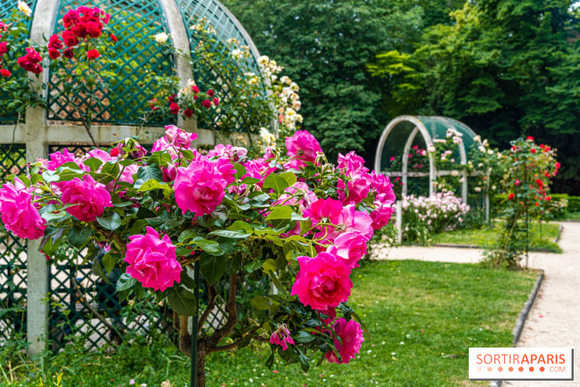 La roseraie du Square René-le-Gall