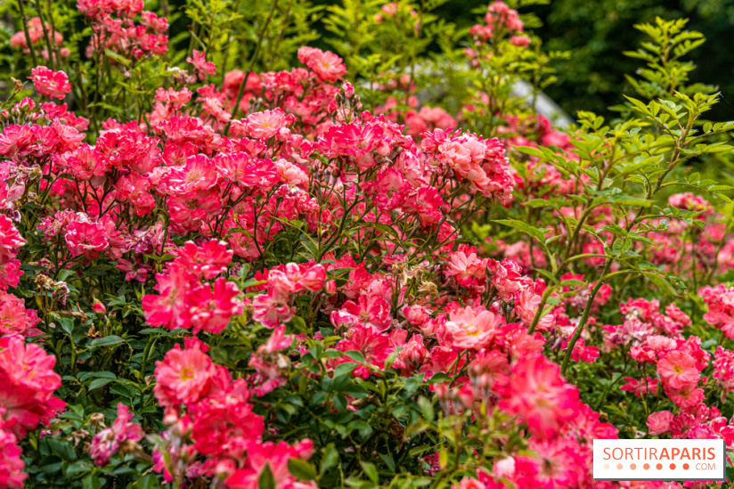 La roseraie du Square René-le-Gall