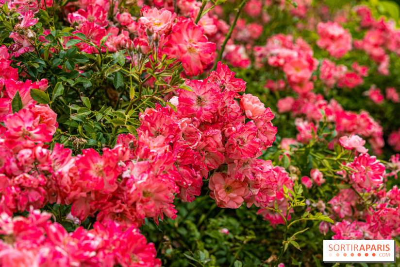 La roseraie du Square René-le-Gall