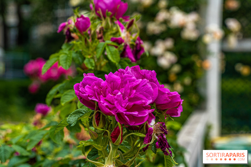 La roseraie du Square René-le-Gall