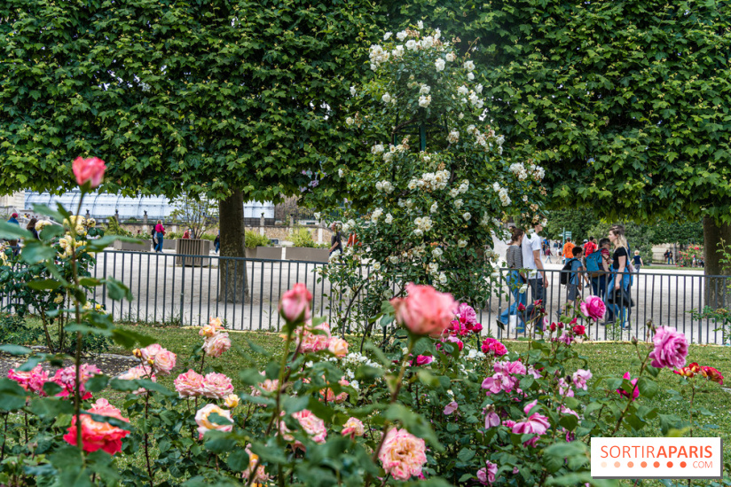 Photos La roseraie du Jardin des Plantes 