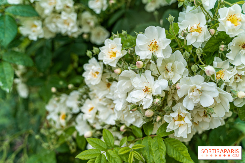 Photos La roseraie du Jardin des Plantes 