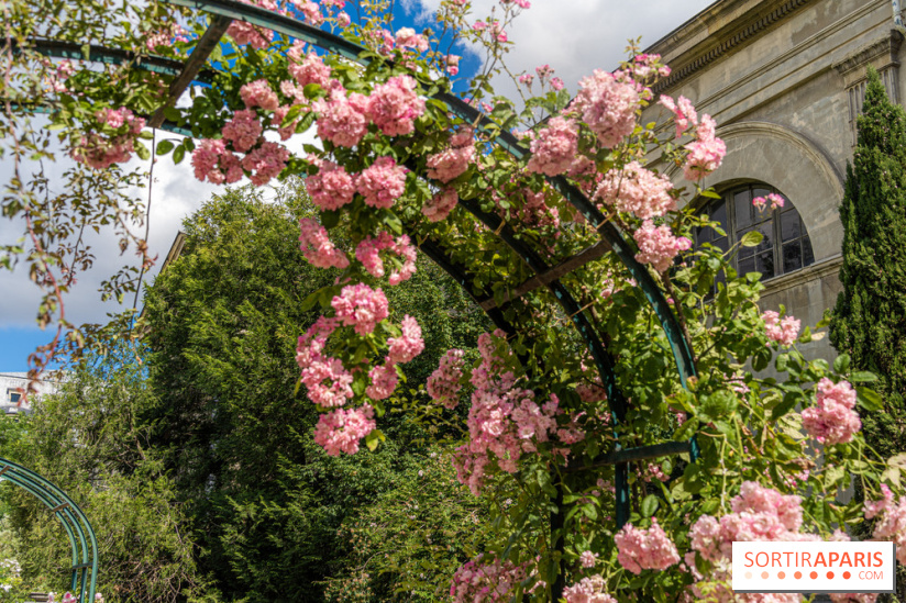 Photos La roseraie du Jardin des Plantes 