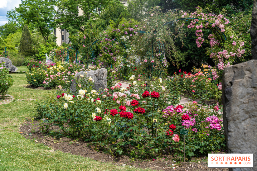 Photos La roseraie du Jardin des Plantes 