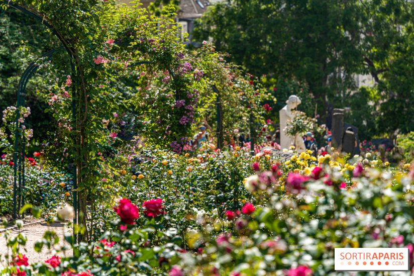 Photos La roseraie du Jardin des Plantes 
