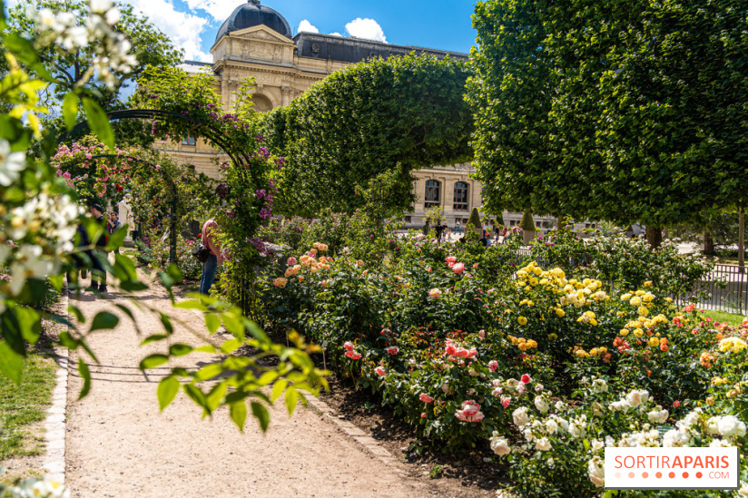 Photos La roseraie du Jardin des Plantes 