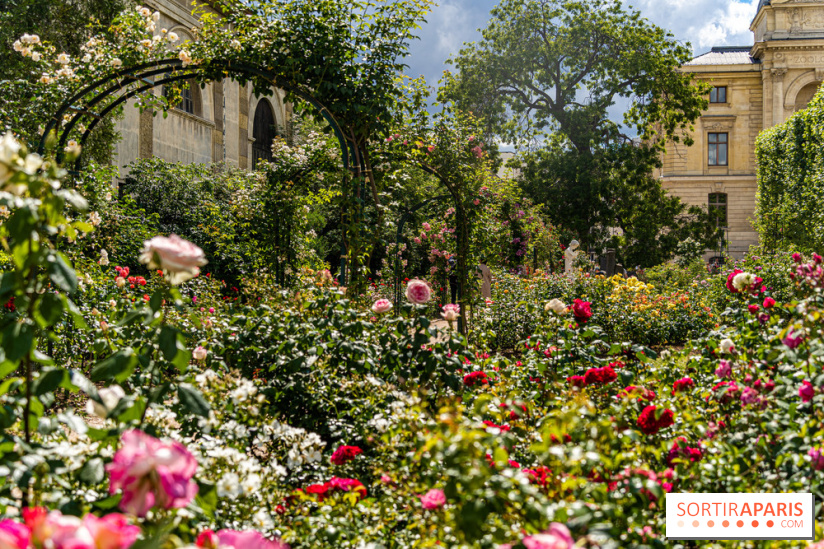 Photos La roseraie du Jardin des Plantes 