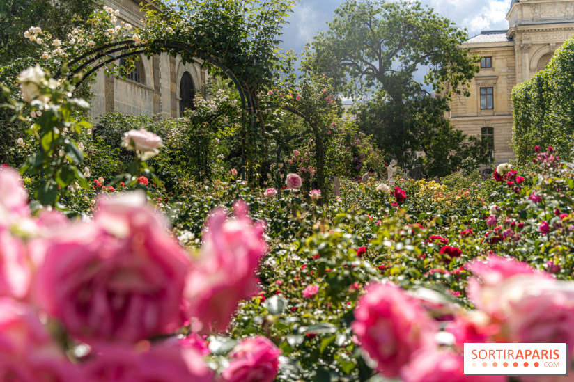 Photos La roseraie du Jardin des Plantes 