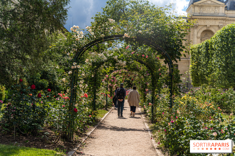Photos La roseraie du Jardin des Plantes 