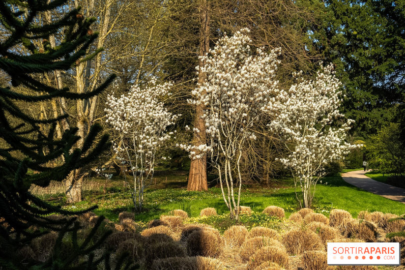Arboretum de la Vallée-aux-Loups, une balade au milieu des arbres remarquables