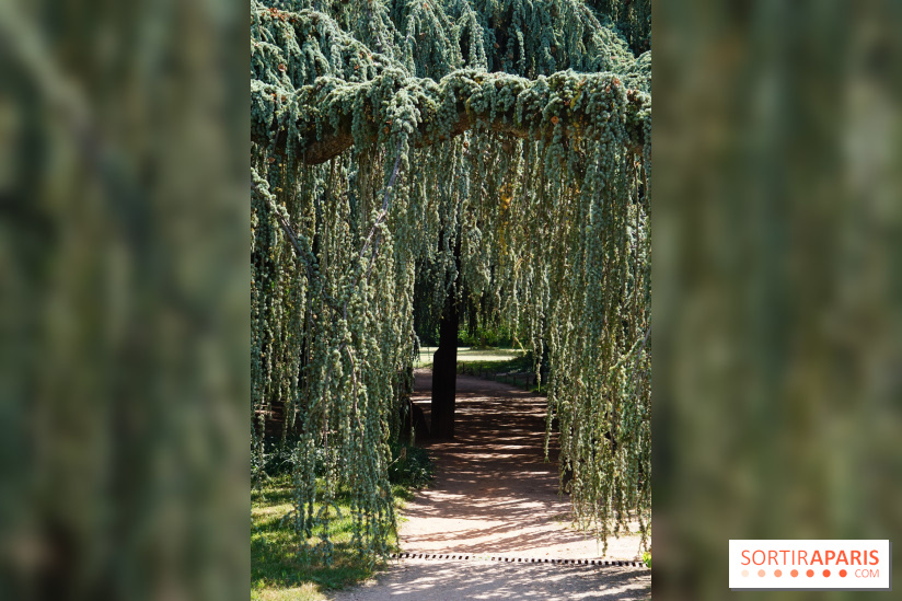 Arboretum de la Vallée-aux-Loups, une balade au milieu des arbres remarquables