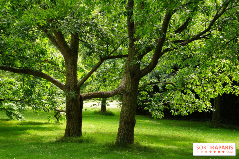 Arboretum de la Vallée-aux-Loups, une balade au milieu des arbres remarquables
