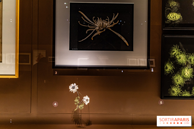 Exposition Végétal  by Chaumet aux Beaux Arts de Paris