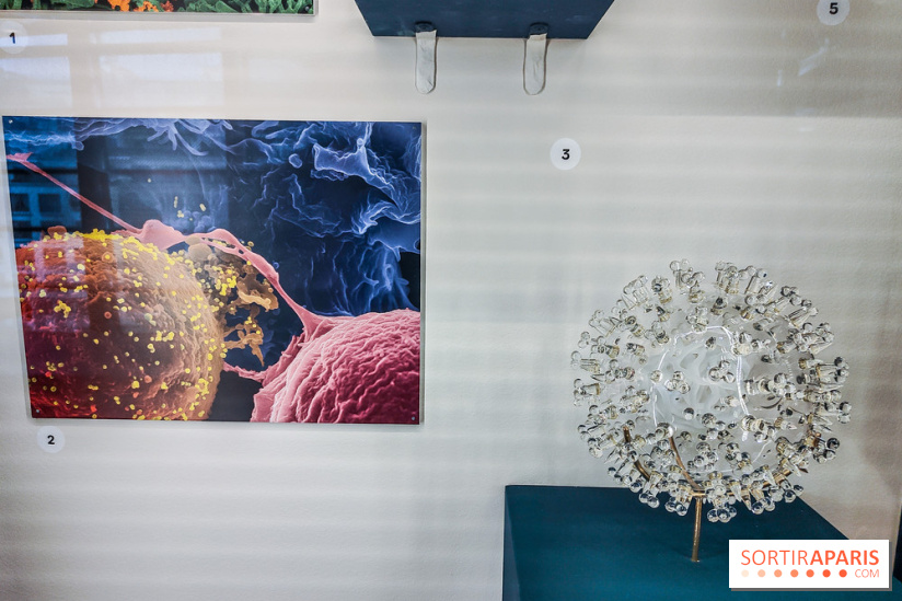 Micro mondes, une exposition à découvrir à la loupe au musée du Quai Branly, nos photos