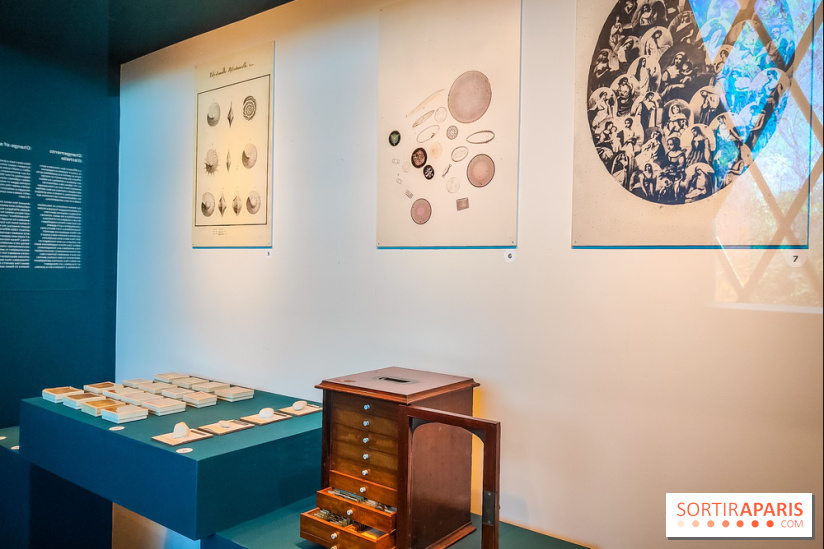 Micro mondes, une exposition à découvrir à la loupe au musée du Quai Branly, nos photos