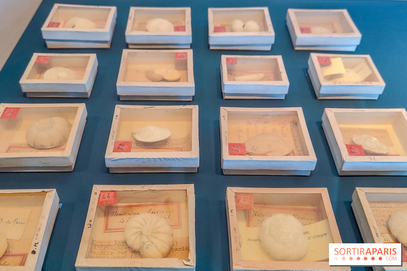 Micro mondes, une exposition à découvrir à la loupe au musée du Quai Branly, nos photos