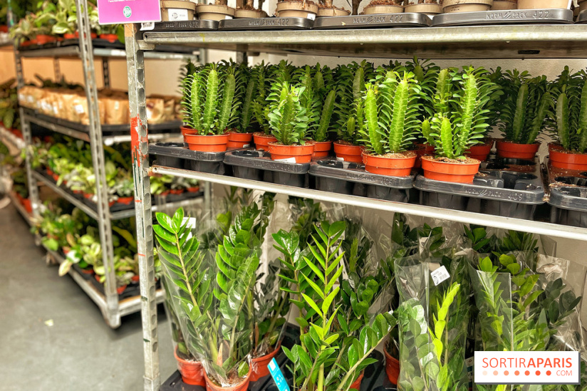 Plantes pour Tous, les prochaines ventes de plantes à partir de 2€ à Paris