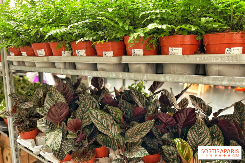 Plantes pour Tous, les prochaines ventes de plantes à partir de 2€ à Paris