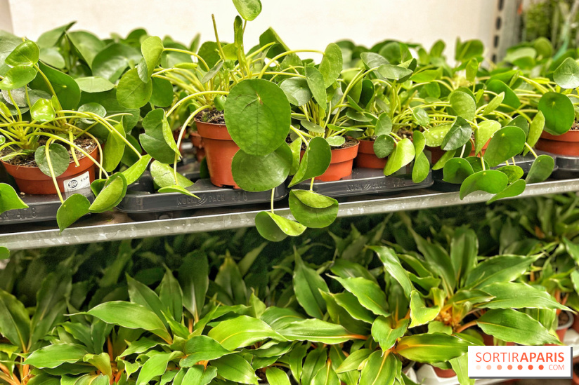 Plantes pour Tous, les prochaines ventes de plantes à partir de 2€ à Paris