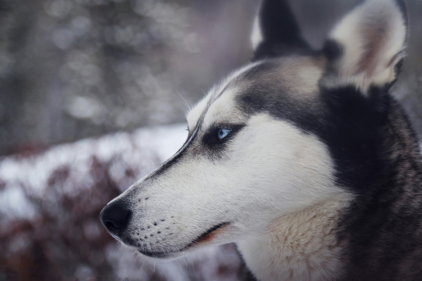Insolite : partez en balade avec des chiens de traineau dans la forêt de Fontainebleau (77)