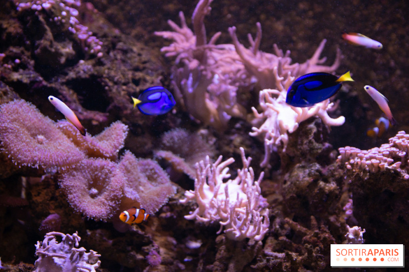 Vacances de Pâques 2019 à Sea Life Paris : invitations