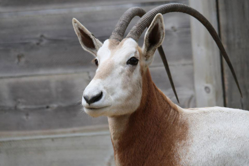 Naissance de deux Oryx Algazelle à Thoiry