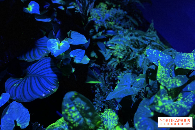 Forêt Bioluminescente - Serre Papillons