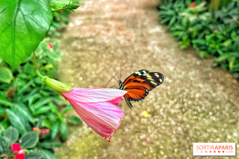 Serre Papillons - La Queue-lez-Yvelines