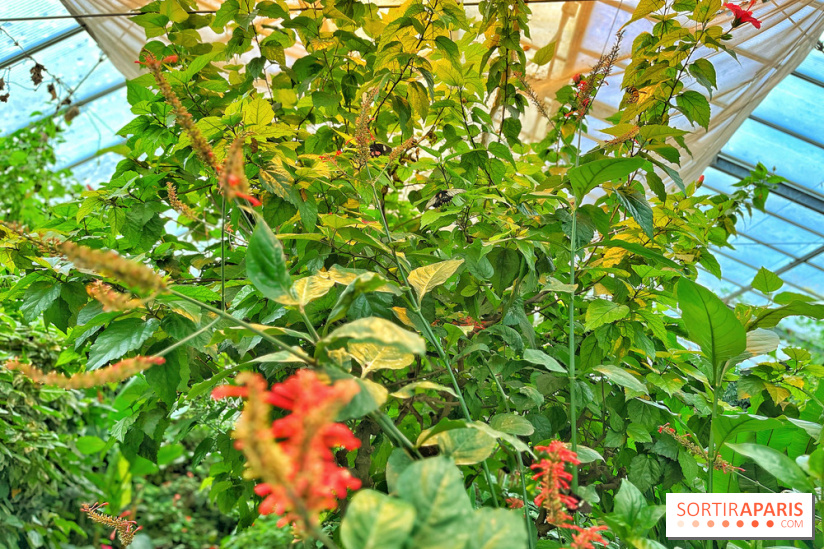 Serre Papillons - La Queue-lez-Yvelines