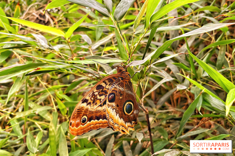 Serre Papillons - La Queue-lez-Yvelines