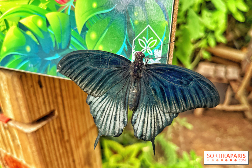 Serre Papillons - La Queue-lez-Yvelines