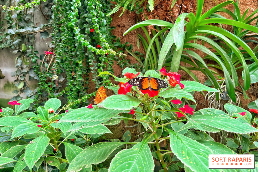 Serre Papillons - La Queue-lez-Yvelines