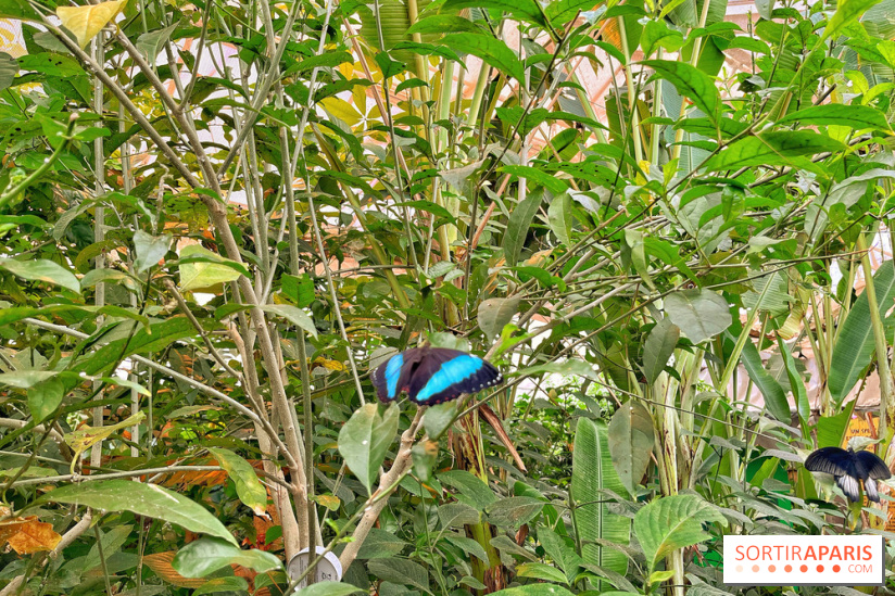 Serre Papillons - La Queue-lez-Yvelines