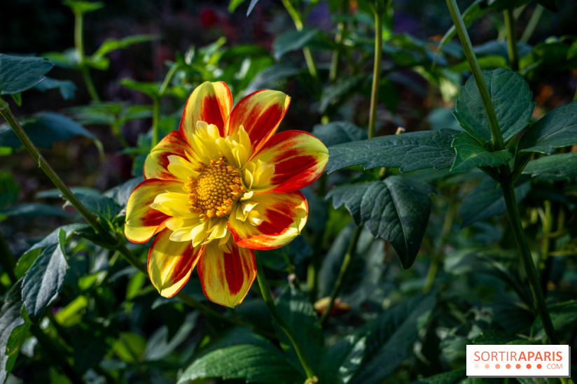 Les Jardins de la Maison Claude Monet à l'automne